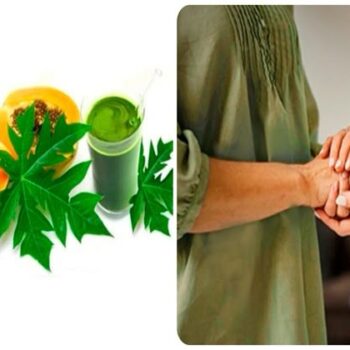 क्या पपीते की पत्तियों का अर्क कीमोथेरेपी मरीजों के लिए फायदेमंद? 