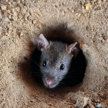 Kerala में बढ़ रहा ‘Rat Fever’ का खतरा, 5 साल में 4 गुना से ज्यादा बढ़ीं मौतें