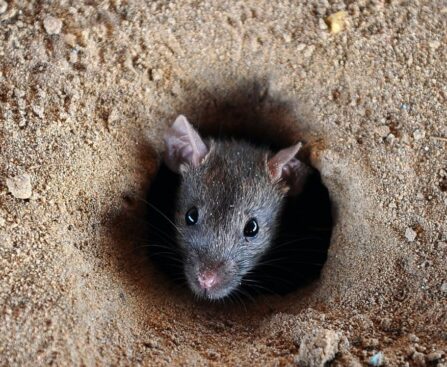 Kerala में बढ़ रहा ‘Rat Fever’ का खतरा, 5 साल में 4 गुना से ज्यादा बढ़ीं मौतें