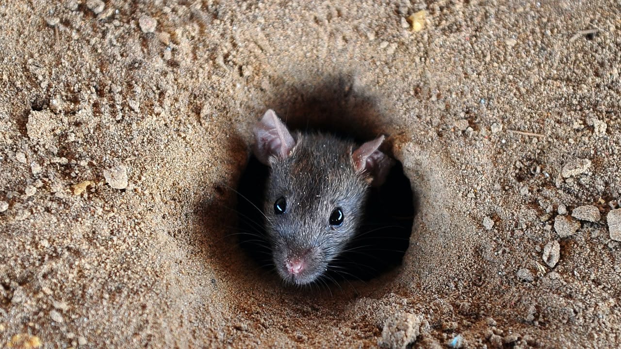 Kerala में बढ़ रहा ‘Rat Fever’ का खतरा, 5 साल में 4 गुना से ज्यादा बढ़ीं मौतें