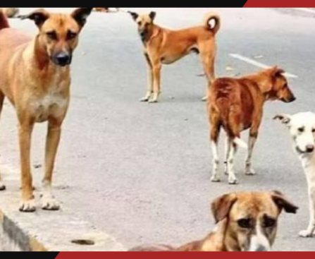 दिल्ली में किशोरी की हत्या का मामला: CCTV से खुला राज, चार आरोपी हिरासत में