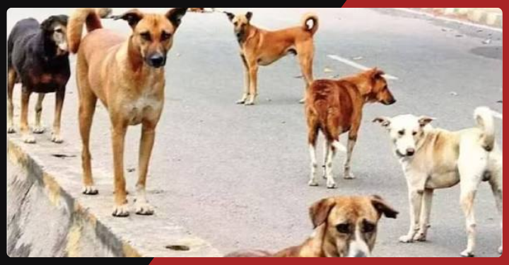 दिल्ली में किशोरी की हत्या का मामला: CCTV से खुला राज, चार आरोपी हिरासत में